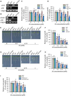 The Cell Cycle Checkpoint Regulator ATR Is Required for Internal Aluminum Toxicity-Mediated Root Growth Inhibition in Arabidopsis